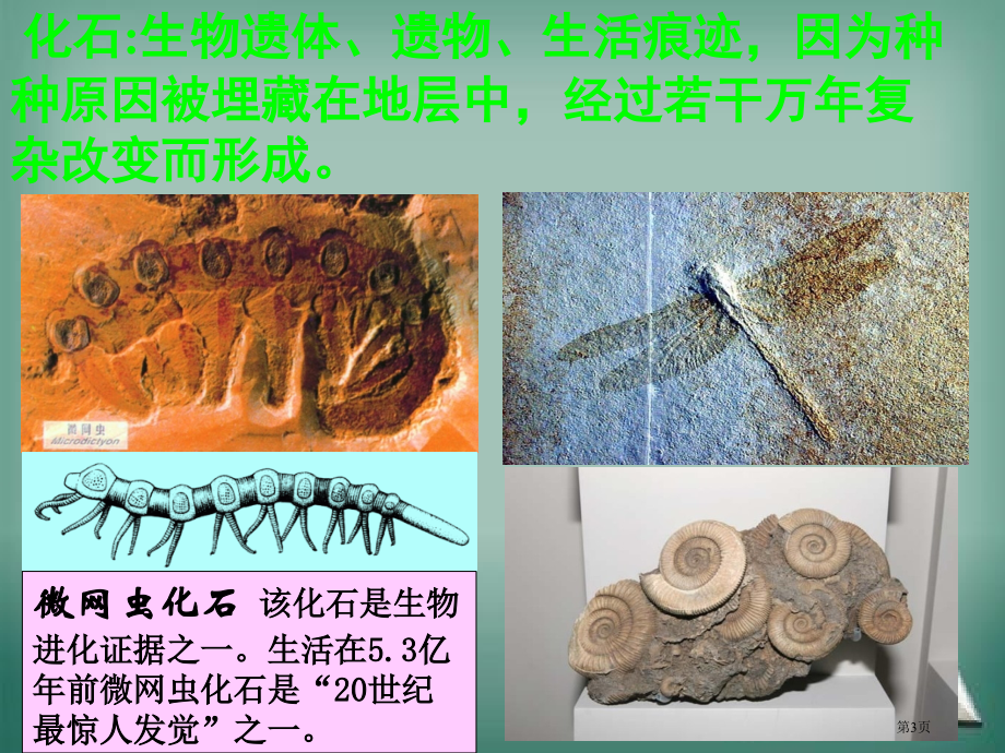 生物八年级下册8.3.2生物进化的历程市公开课一等奖省优质课赛课一等奖课件.pptx_第3页