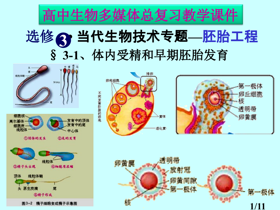 选修-·-现代生物技术专题—胚胎工程市公开课一等奖百校联赛优质课金奖名师赛课获奖课件.ppt_第1页