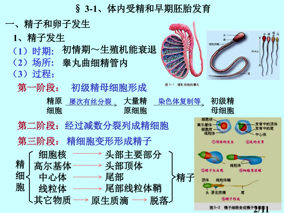 选修-·-现代生物技术专题—胚胎工程市公开课一等奖百校联赛优质课金奖名师赛课获奖课件.ppt_第2页