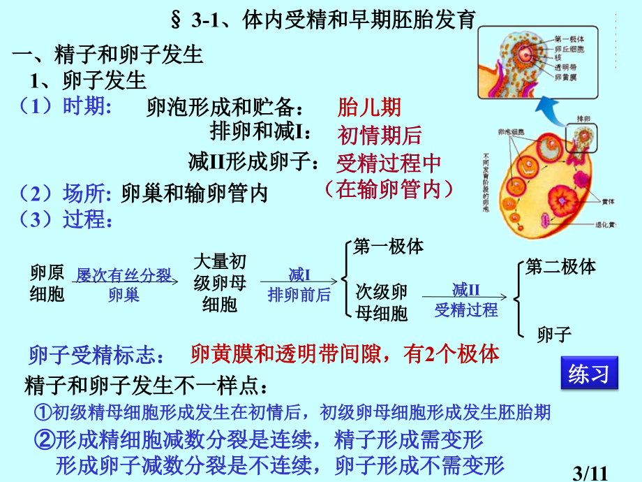 选修-·-现代生物技术专题—胚胎工程市公开课一等奖百校联赛优质课金奖名师赛课获奖课件.ppt_第3页