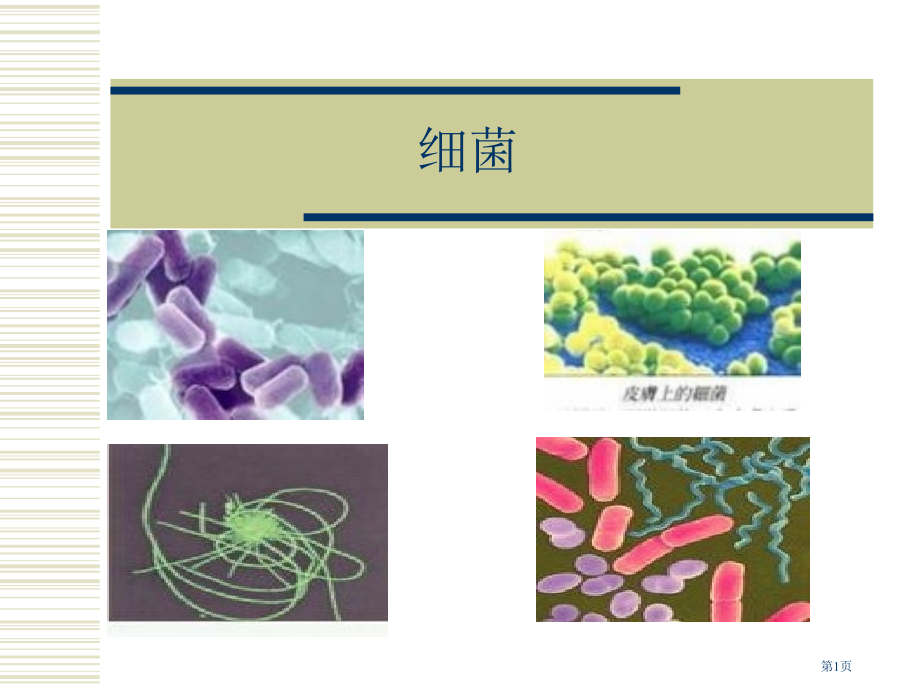 细菌和病毒2冀教版六年级科学上册市名师优质课比赛一等奖市公开课获奖课件.pptx_第1页