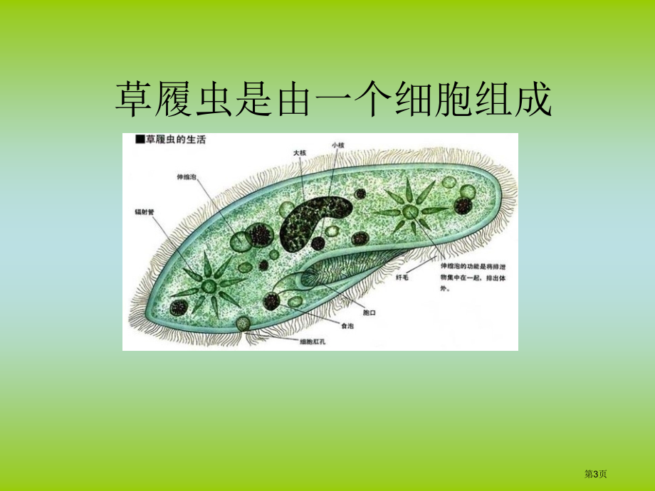 细胞2青岛版六年级下册科学市名师优质课比赛一等奖市公开课获奖课件.pptx_第3页