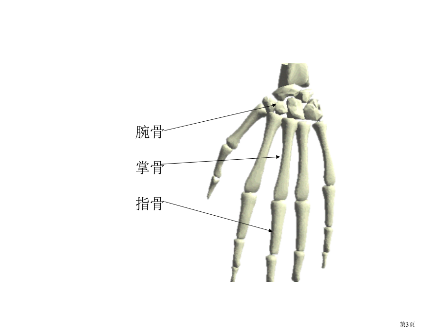 骨骼2青岛版三年级科学下册市名师优质课比赛一等奖市公开课获奖课件.pptx_第3页