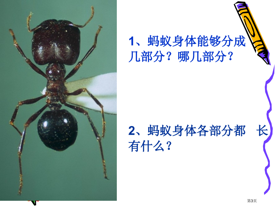 观察蚂蚁2鄂教版四年级科学上册市名师优质课比赛一等奖市公开课获奖课件.pptx_第3页