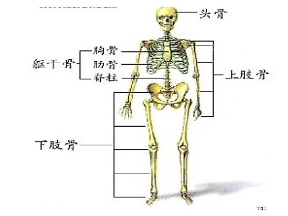 骨骼青岛版三年级科学下册市名师优质课比赛一等奖市公开课获奖课件.pptx_第3页