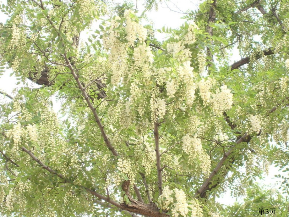 语文s版四年级下册《种子》省名师优质课赛课获奖课件市赛课一等奖课件.ppt_第3页