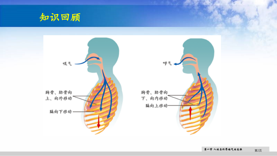 七年级生物下册第二章第一节人体与外界气体的交换教学市公开课一等奖省优质课赛课一等奖课件.pptx_第2页