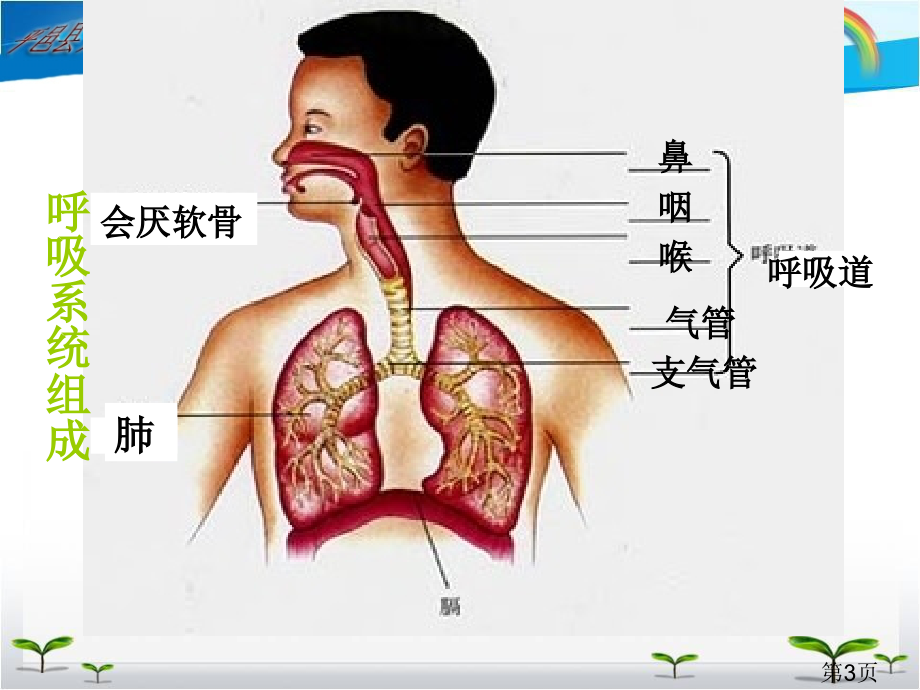 人教七年级下册生物人体的呼吸复习汇总省名师优质课获奖课件市赛课一等奖课件.ppt_第3页