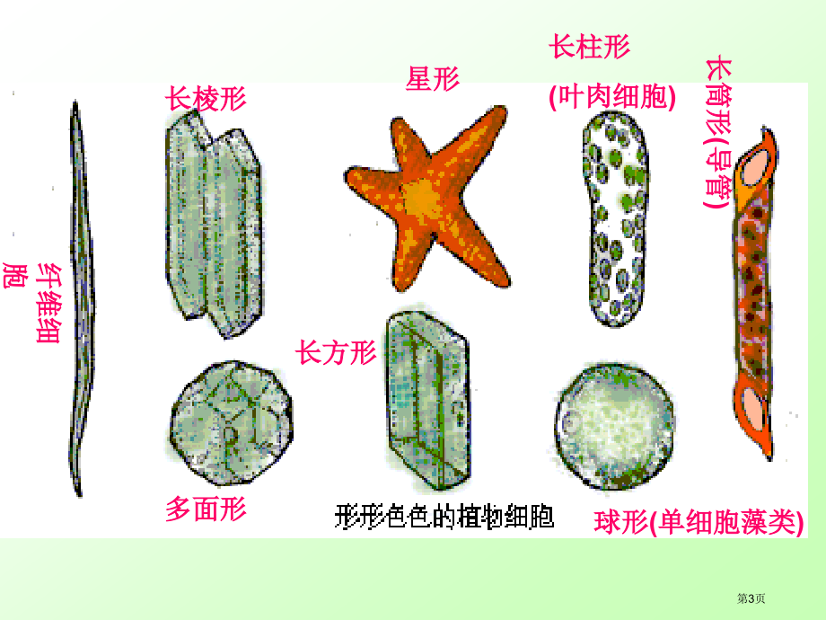 七年级生物上册3.2人和动物细胞的结构和功能市公开课一等奖省优质课赛课一等奖课件.pptx_第3页