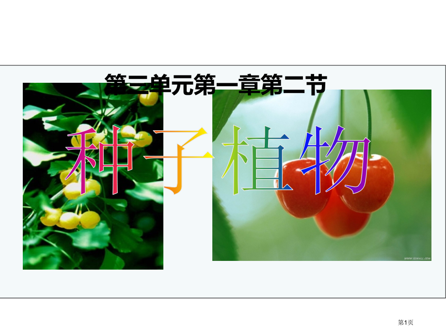 生物六年级下册3.1.3种子植物3市公开课一等奖省优质课赛课一等奖课件.pptx_第1页