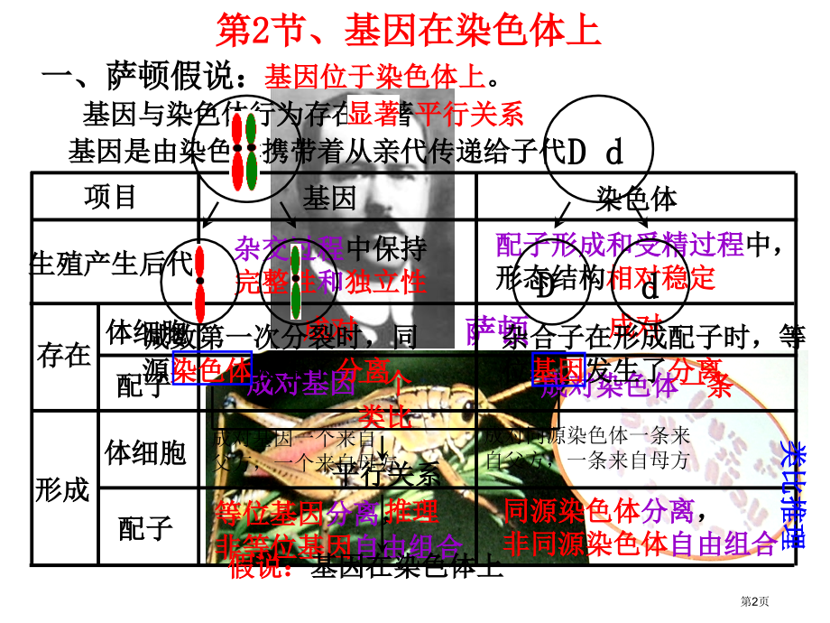 高中生物必修二第2章第2节基因在染色体上市公开课一等奖省优质课赛课一等奖课件.pptx_第2页