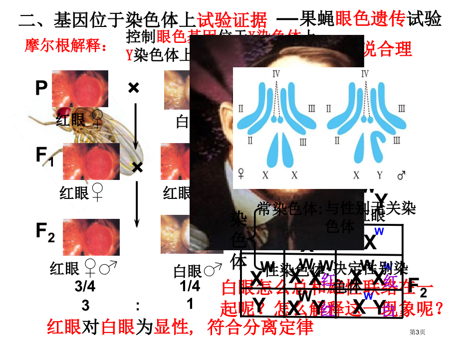 高中生物必修二第2章第2节基因在染色体上市公开课一等奖省优质课赛课一等奖课件.pptx_第3页