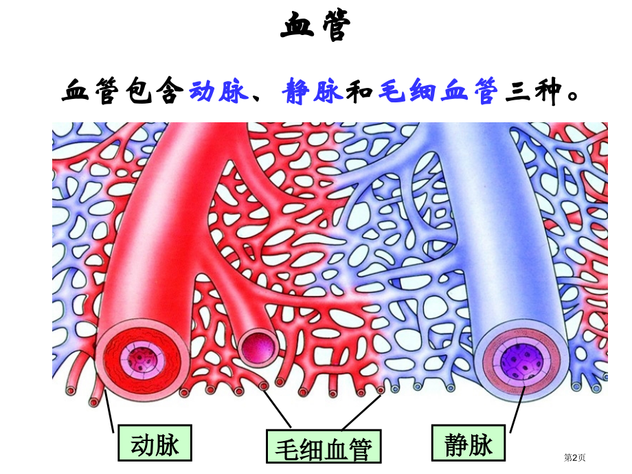 七年级生物下册102血液循环市公开课一等奖省优质课赛课一等奖课件.pptx_第2页