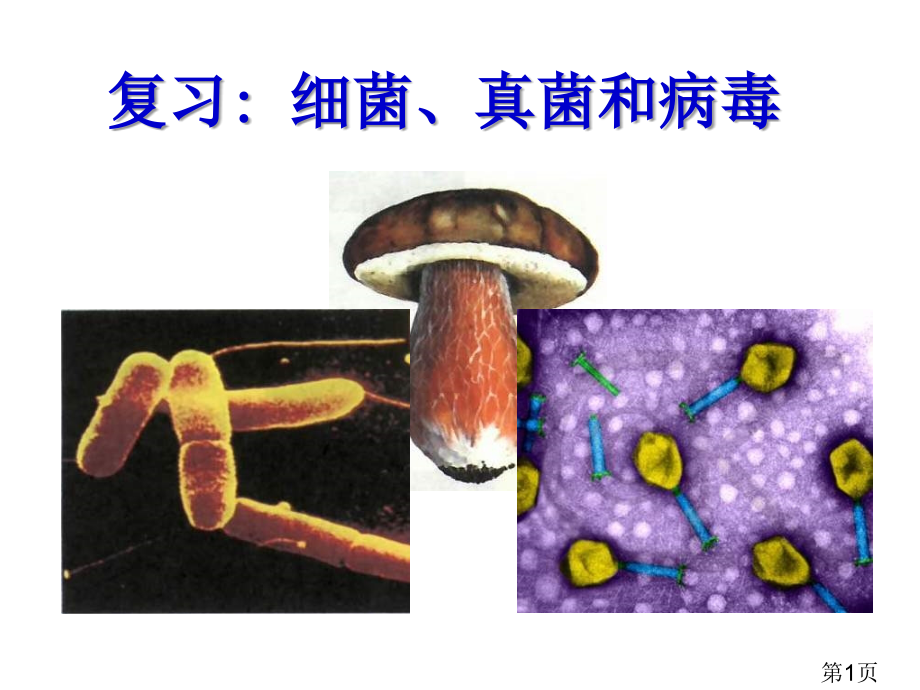 初二生物细菌真菌和病毒复习省名师优质课赛课获奖课件市赛课一等奖课件.ppt_第1页