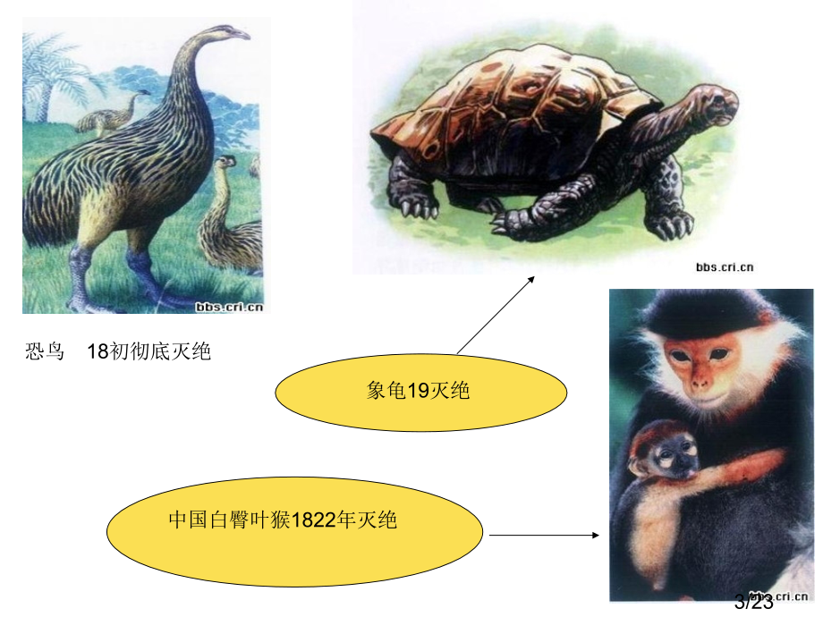 生物的灭绝与自然省名师优质课赛课获奖课件市赛课百校联赛优质课一等奖课件.ppt_第3页