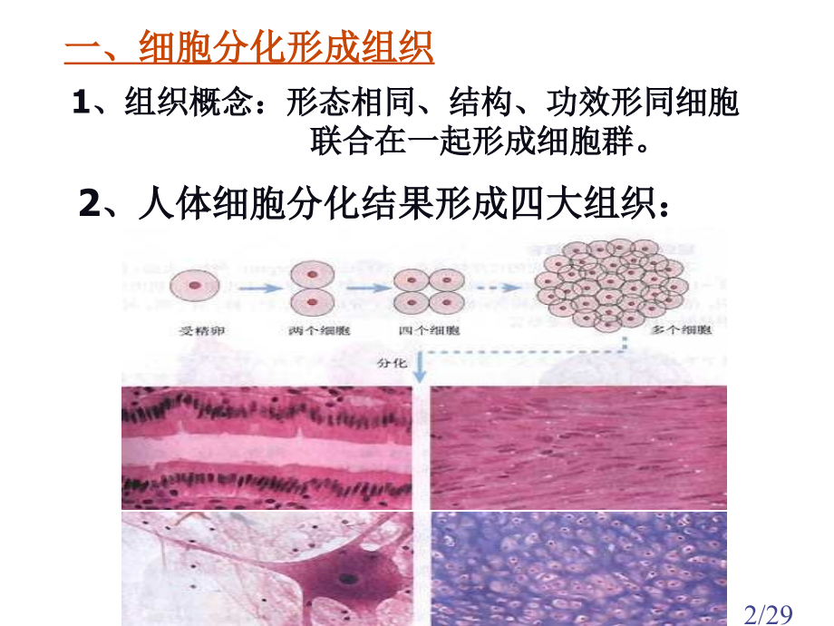 七年级生物动物体的结构层次1省名师优质课赛课获奖课件市赛课一等奖课件.ppt_第2页