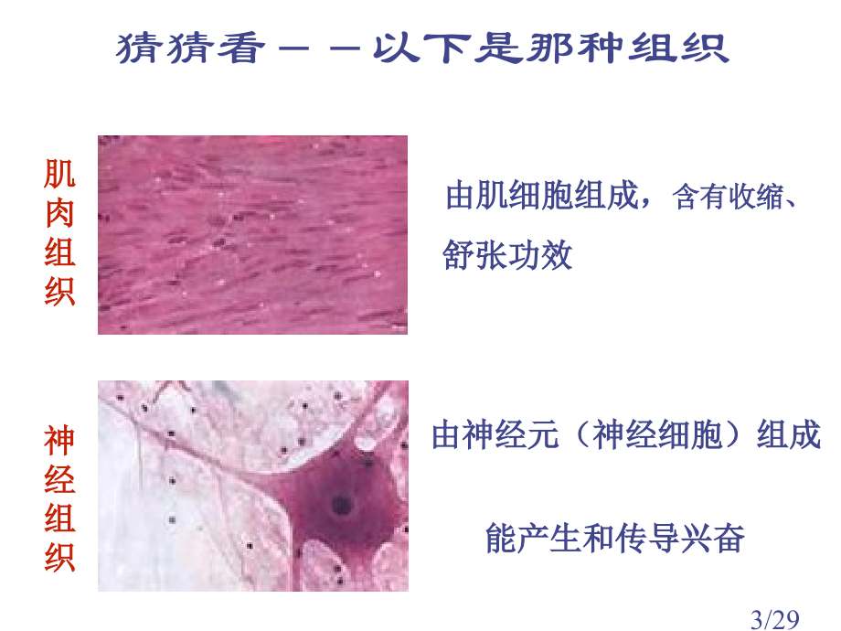 七年级生物动物体的结构层次1省名师优质课赛课获奖课件市赛课一等奖课件.ppt_第3页