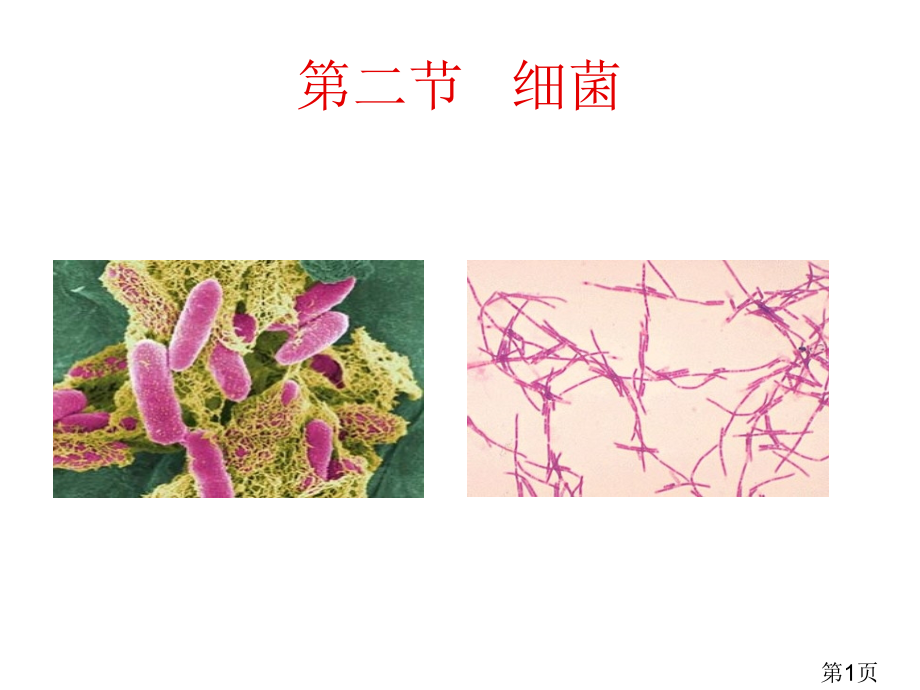 生物2.3.2《细菌》2(济南版七年级上)省名师优质课赛课获奖课件市赛课一等奖课件.ppt_第1页