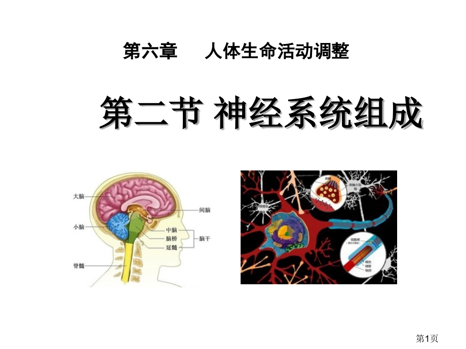 七年级生物神经系统的组成省名师优质课赛课获奖课件市赛课一等奖课件.ppt_第1页