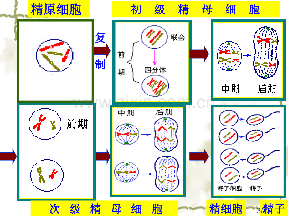 生物高中必修2第二章第二节课件1省名师优质课赛课获奖课件市赛课百校联赛优质课一等奖课件.ppt_第3页