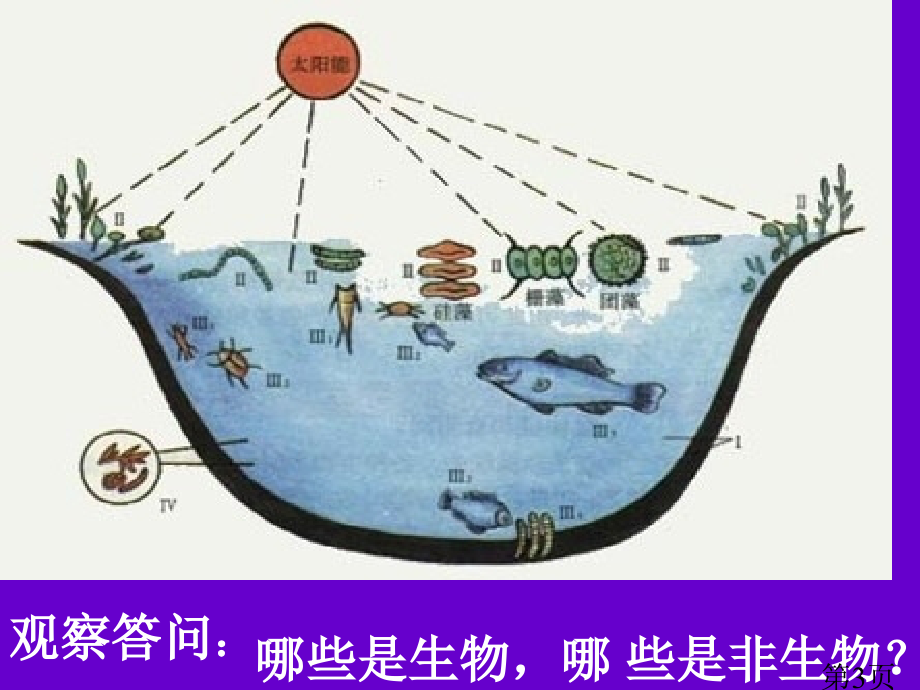 生物1.1.1《生物的特征》4(人教版七年级上)省名师优质课赛课获奖课件市赛课一等奖课件.ppt_第3页