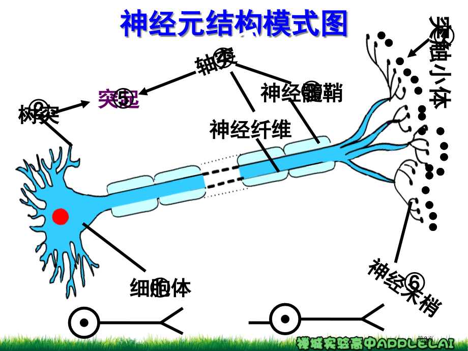 高中生物必修三第二章第1节通过神经系统的调节市公开课一等奖省优质课赛课一等奖课件.pptx_第3页