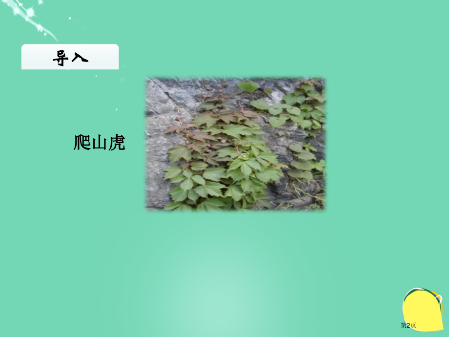 爬山虎的脚ppt市名师优质课比赛一等奖市公开课获奖课件.pptx_第2页