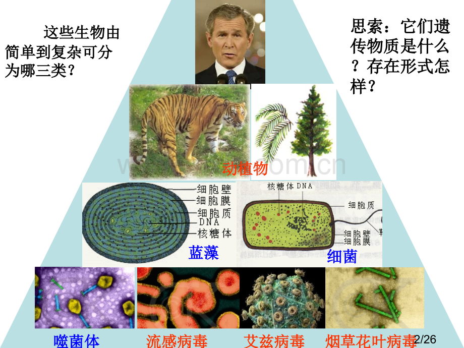 生物遗传物质复习市公开课获奖课件省名师优质课赛课一等奖课件.ppt_第2页