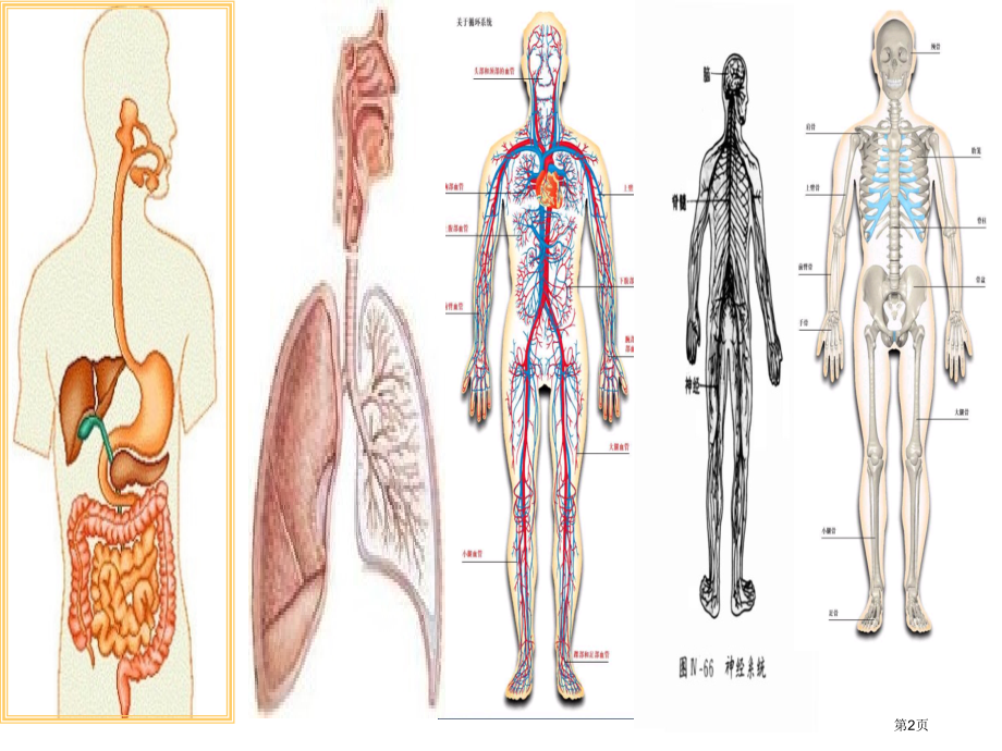 人体的组成冀教版六年级下册科学市名师优质课比赛一等奖市公开课获奖课件.pptx_第2页