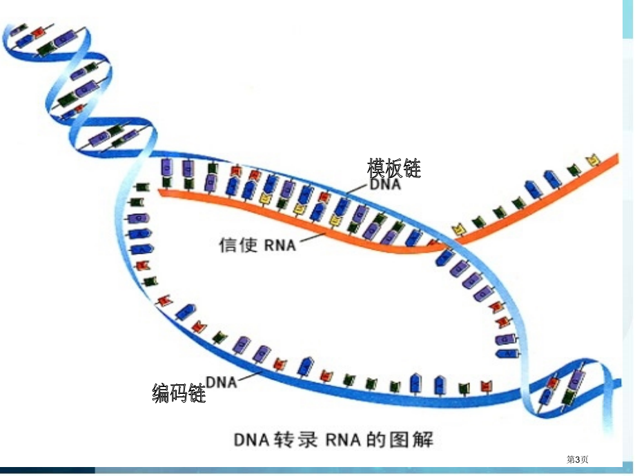 原核生物转录省名师优质课赛课获奖课件市赛课百校联赛优质课一等奖课件.pptx_第3页