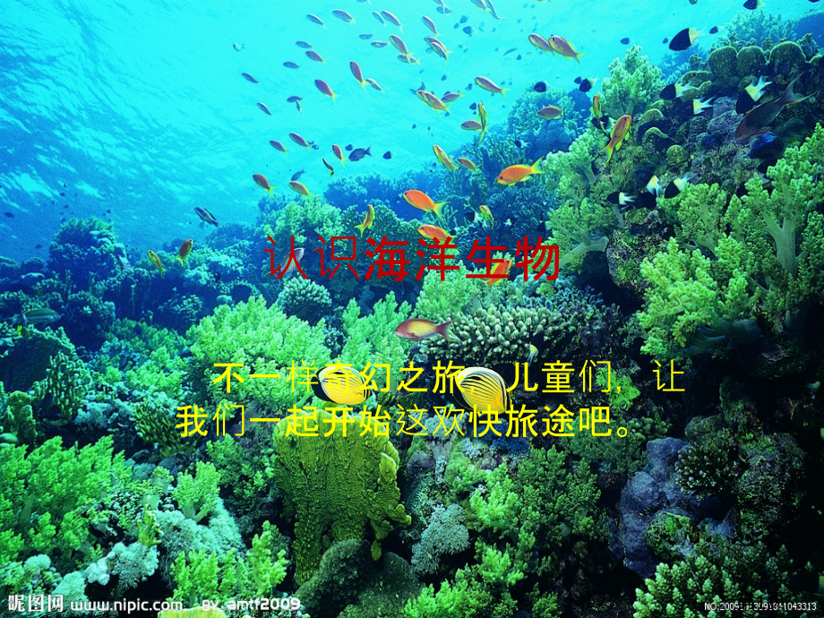 认识海洋生物省名师优质课赛课获奖课件市赛课一等奖课件.ppt_第1页