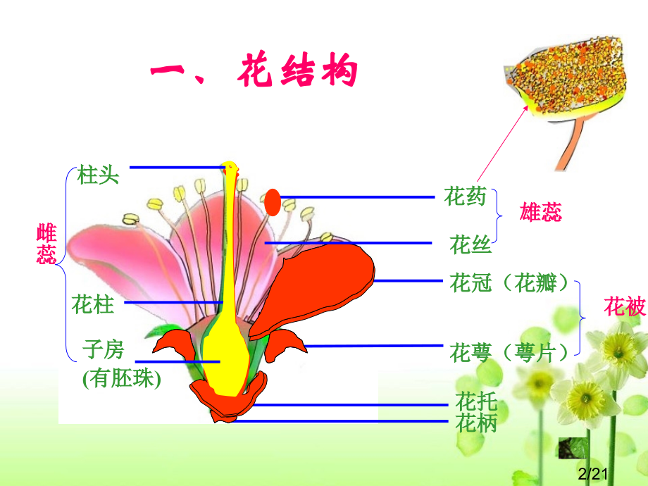 八班级生物4.1.1花的结构和类型省名师优质课赛课获奖课件市赛课百校联赛优质课一等奖课件.ppt_第2页