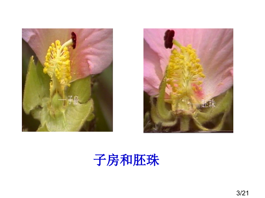 八班级生物4.1.1花的结构和类型省名师优质课赛课获奖课件市赛课百校联赛优质课一等奖课件.ppt_第3页