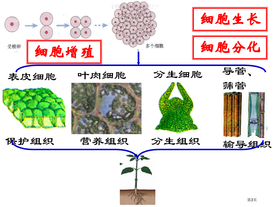 高中生物必修一第六章第2节细胞的分化市公开课一等奖省优质课赛课一等奖课件.pptx_第3页