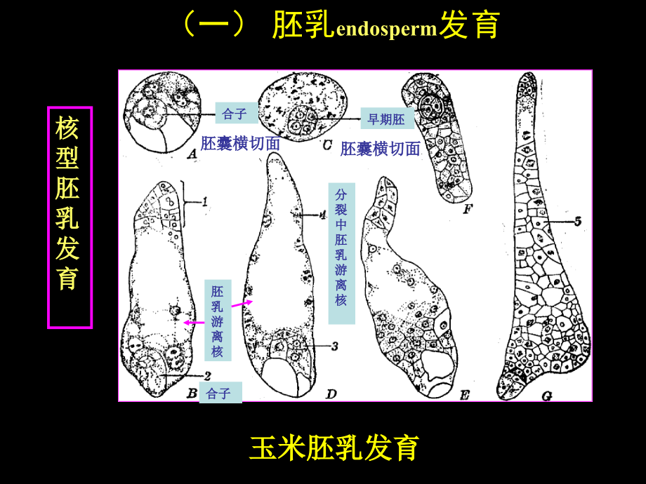 种子里有什么-教案省名师优质课赛课获奖课件市赛课百校联赛优质课一等奖课件.ppt_第3页