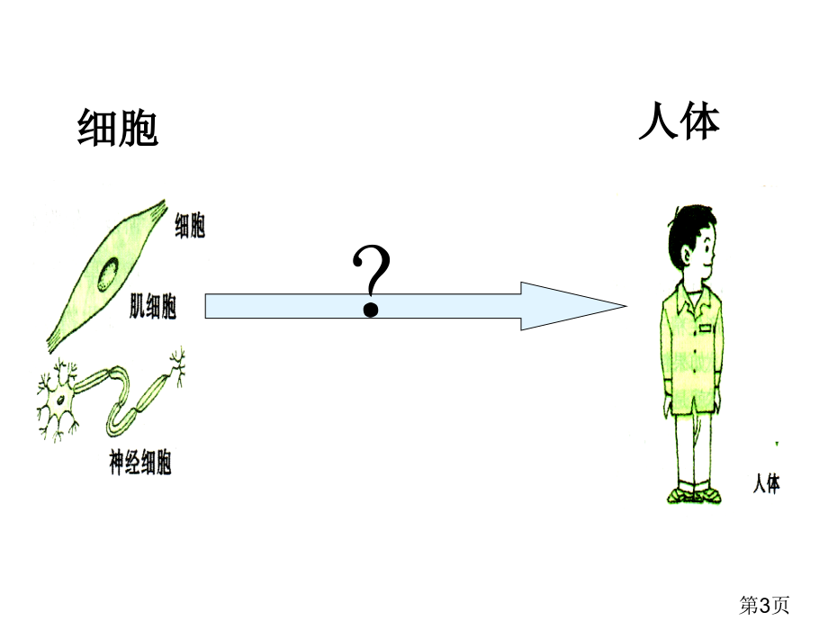 生物体的结构层次专题省名师优质课赛课获奖课件市赛课一等奖课件.ppt_第3页