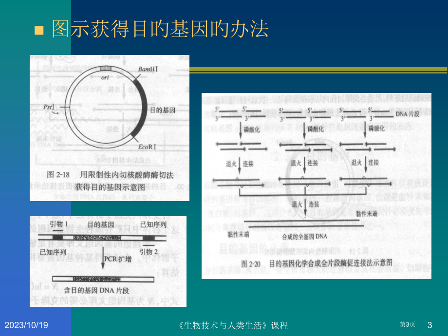 生物技术和人类生活基因省名师优质课赛课获奖课件市赛课百校联赛优质课一等奖课件.pptx_第3页