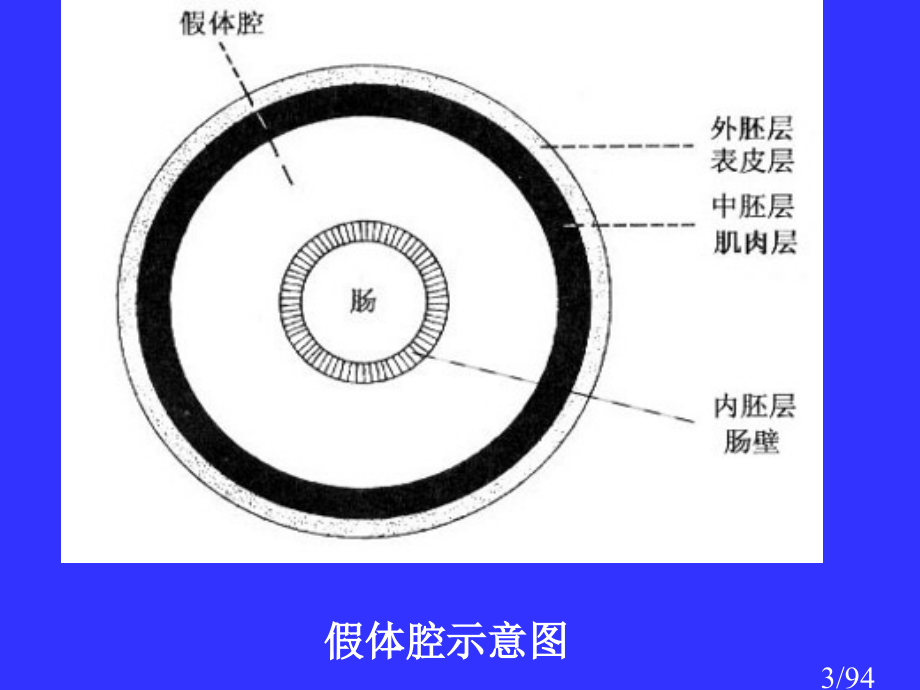 动物生物学-07省名师优质课赛课获奖课件市赛课百校联赛优质课一等奖课件.ppt_第3页