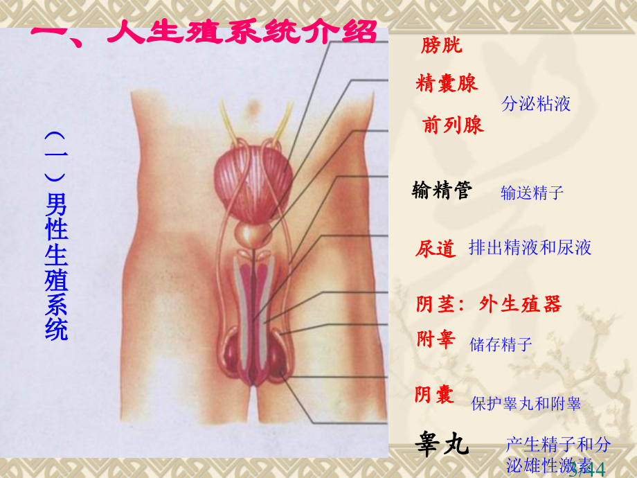 七年级下册生物复习提纲市公开课获奖课件省名师优质课赛课一等奖课件.ppt_第3页