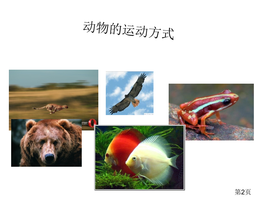 科学《动物的运动》省名师优质课获奖课件市赛课一等奖课件.ppt_第2页