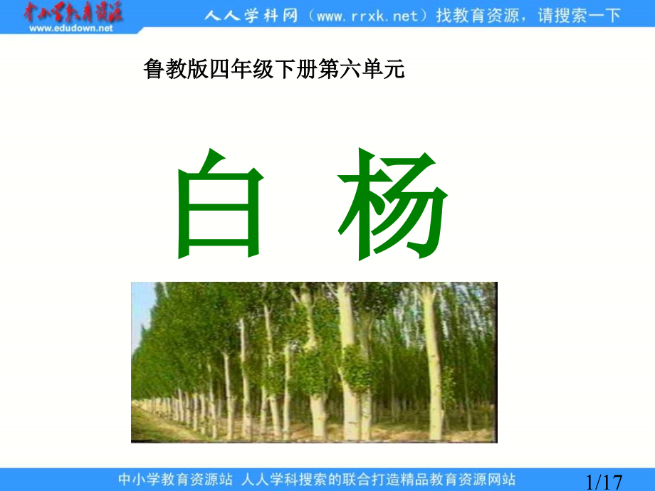 鲁教版四年级下册白杨3省名师优质课赛课获奖课件市赛课一等奖课件.ppt_第1页