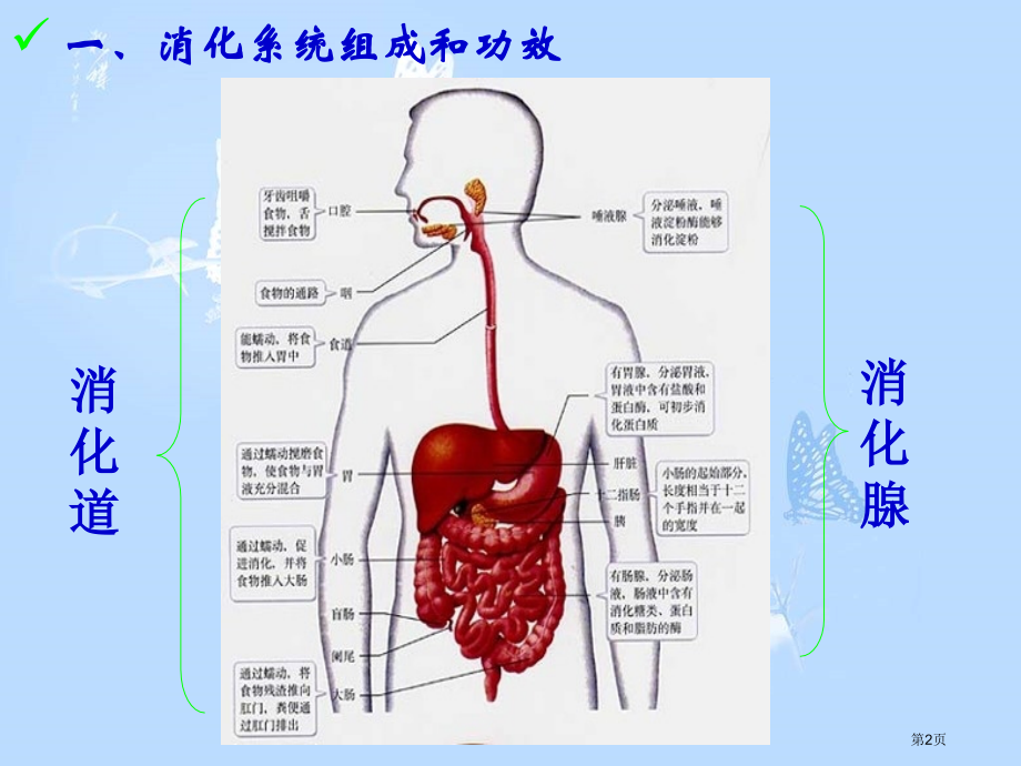 食物到哪里去了青岛版五年级下册科学市名师优质课比赛一等奖市公开课获奖课件.pptx_第2页