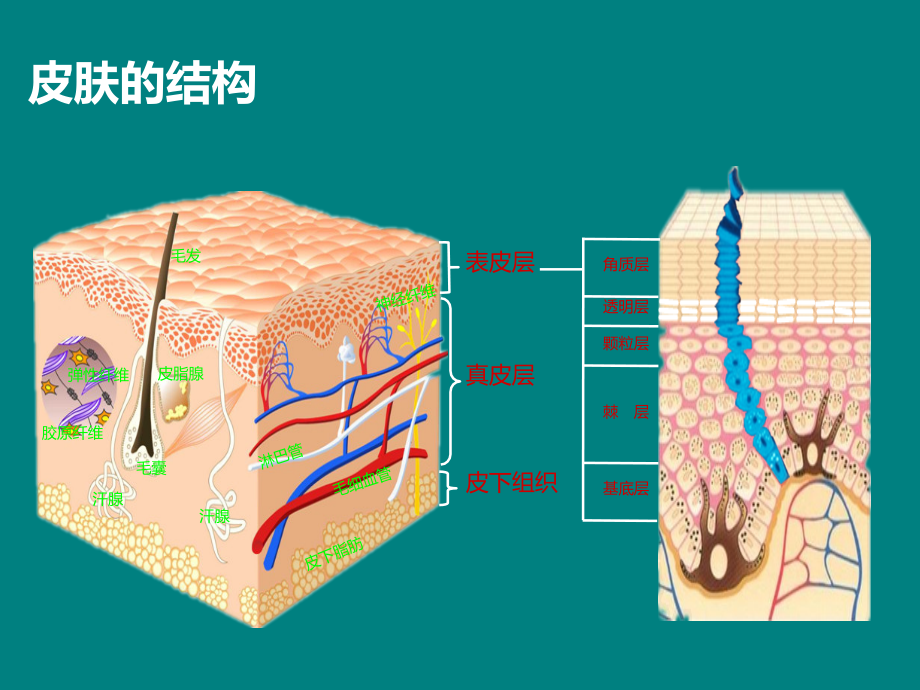 皮肤的机构与功能.pptx_第3页