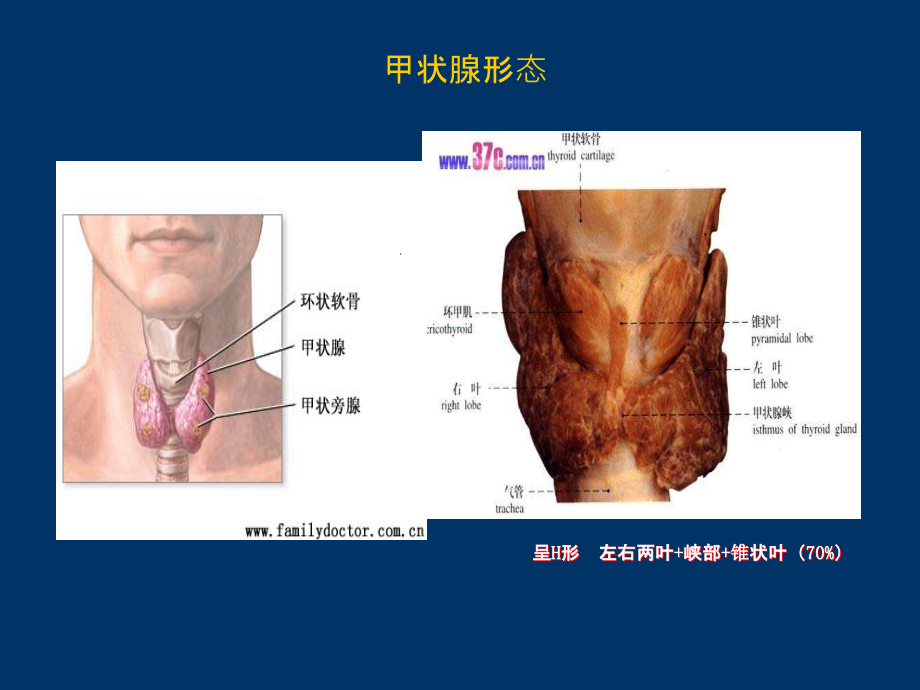 甲状腺验血功能检测的临床意义ppt课件.ppt_第3页