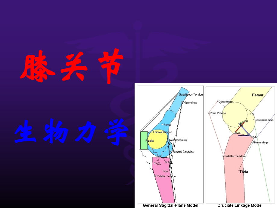 膝关节生物力学.ppt_第1页