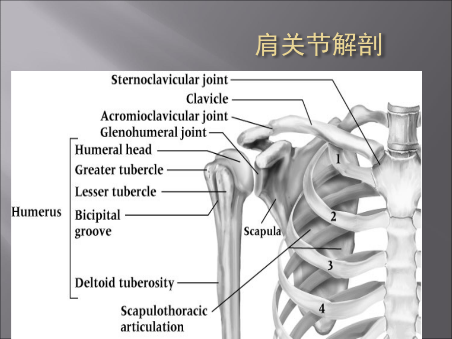 肩关节疾病的诊断ppt.ppt_第3页