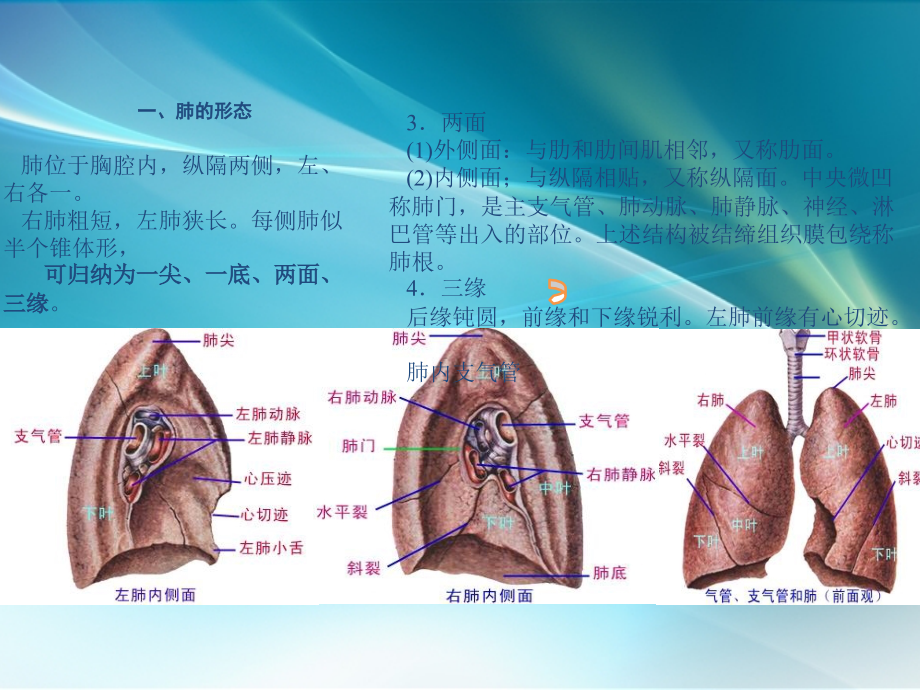 肺部正常CT解剖课件ppt课件.pptx_第3页