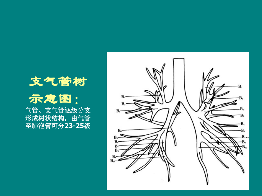 肺部CT解剖结构ppt课件.ppt_第1页