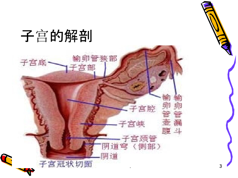 腹腔镜下子宫全切的术中配合及护理课件.ppt_第3页