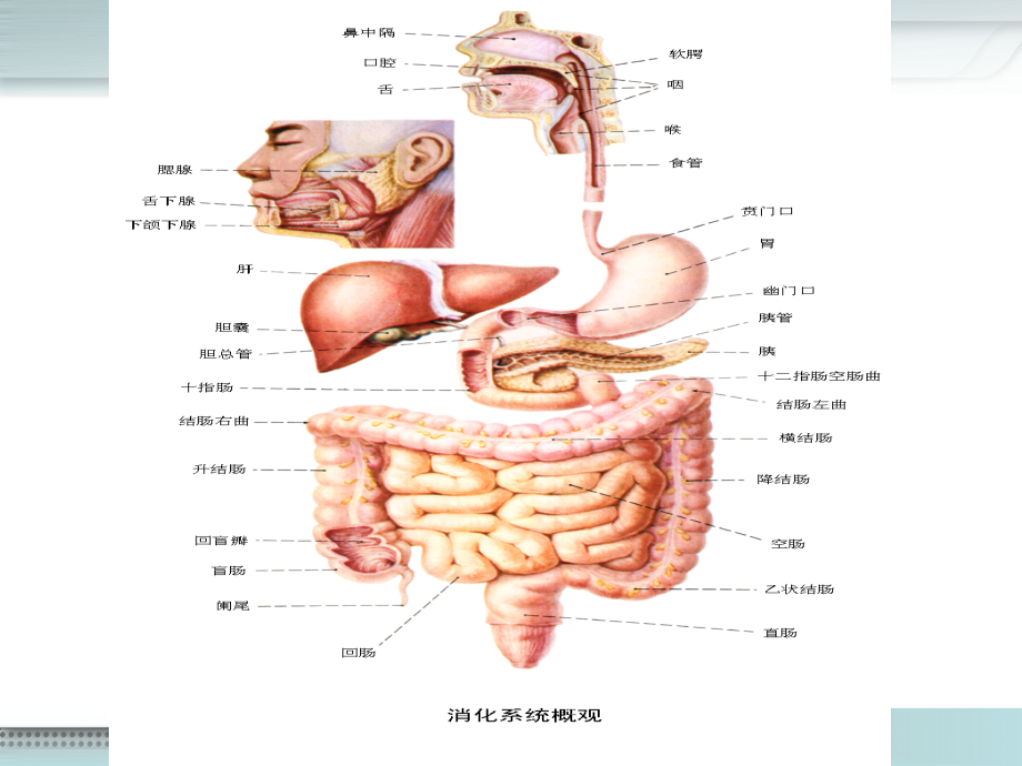 消化系统新ppt课件.ppt_第3页